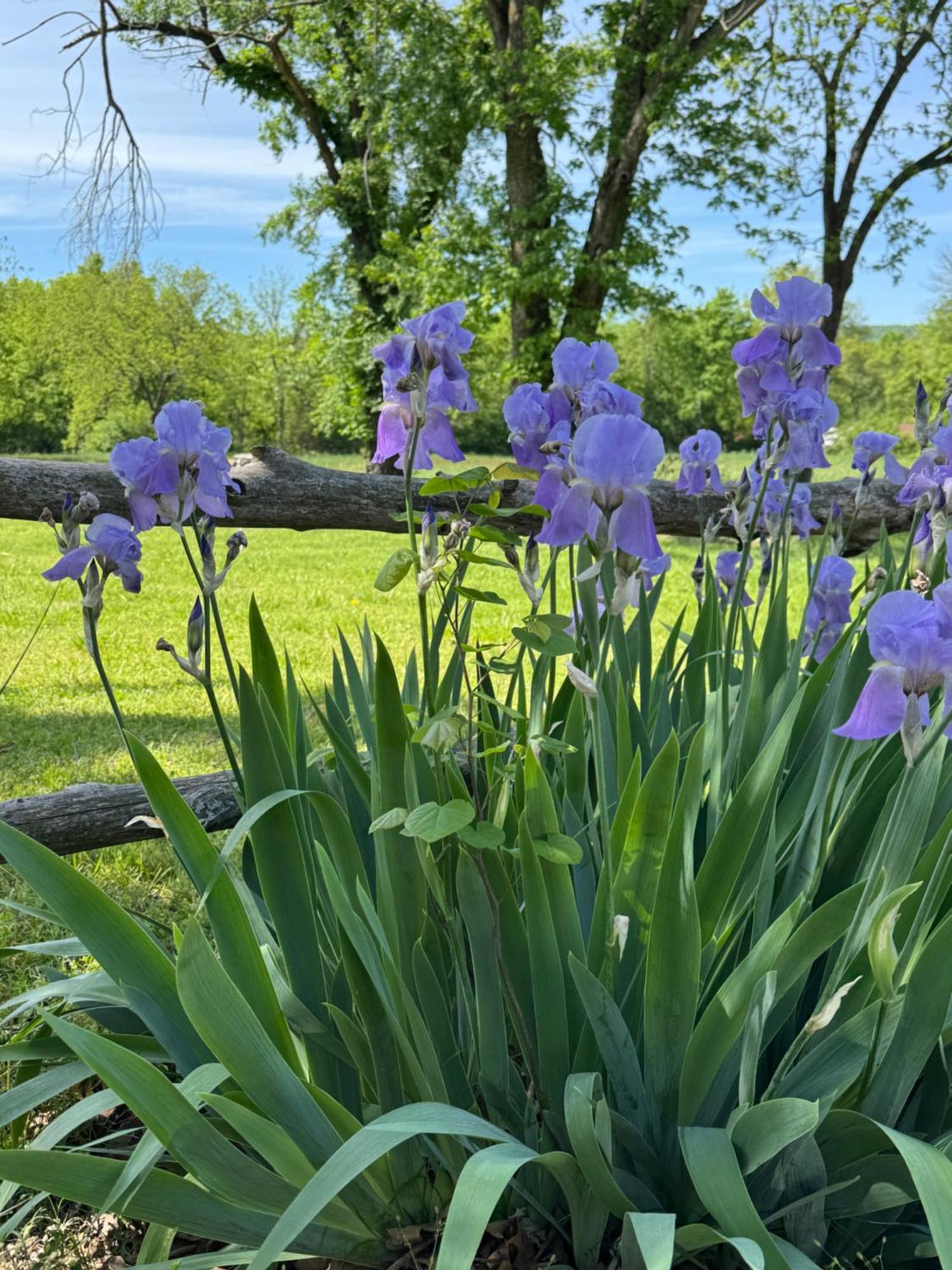 Ozark Country Inn Mountain View Bagian luar foto